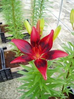 [1621 PupArt No01.JPG]